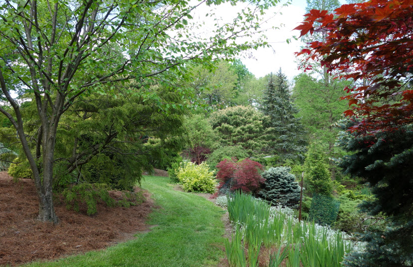 Mt. Airy Arboretum, United States